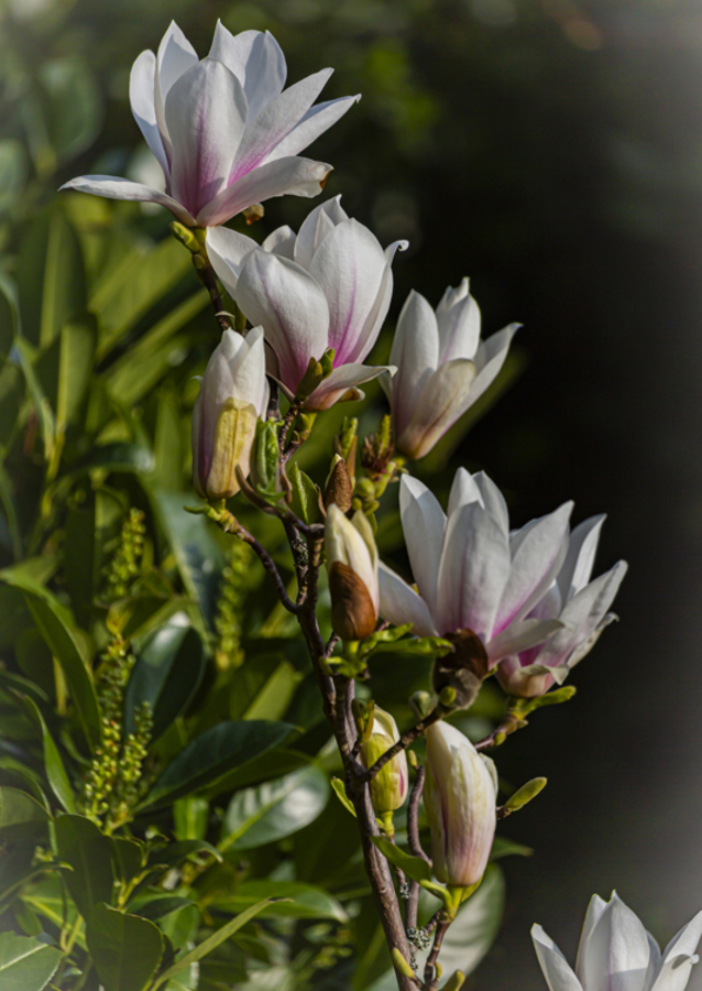 Magnolia - queen of spring