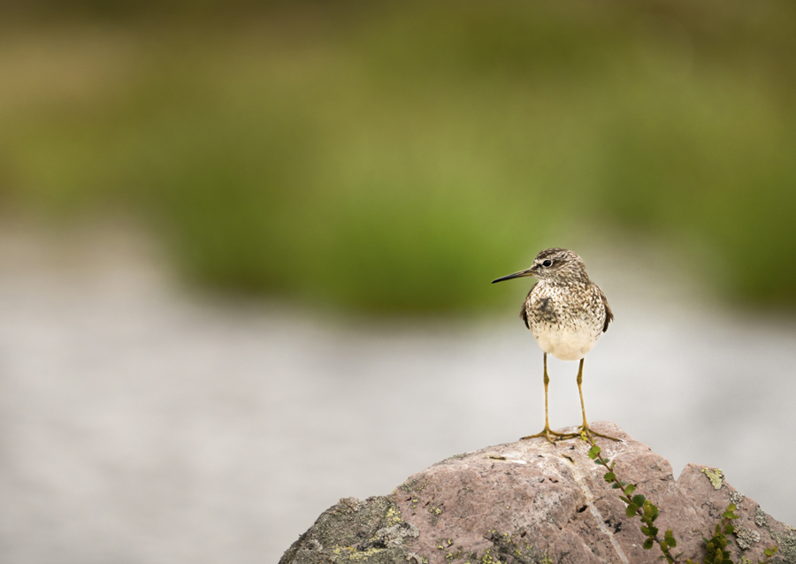 Wood sandpiper