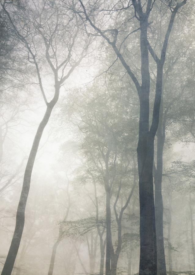 Tree Tops in Fog