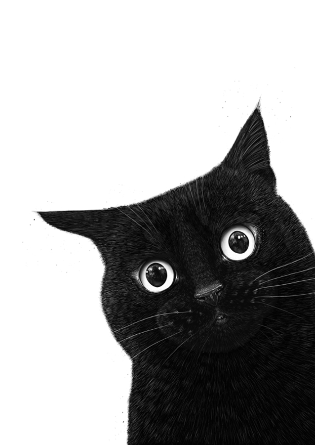 Funny peeping black cat