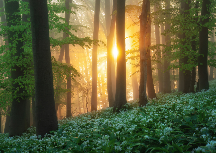 Alba nel bosco dell'aglio