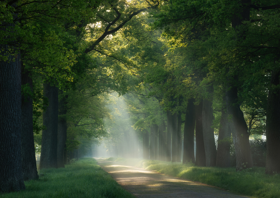 Lesní cesta se slunečními paprsky