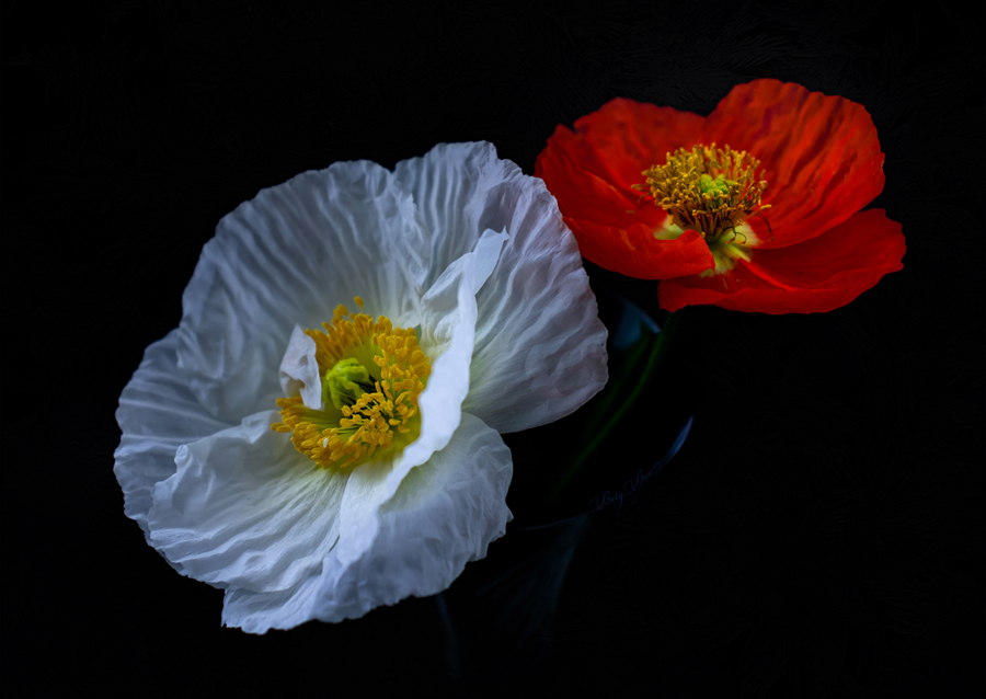 Duo of Poppies