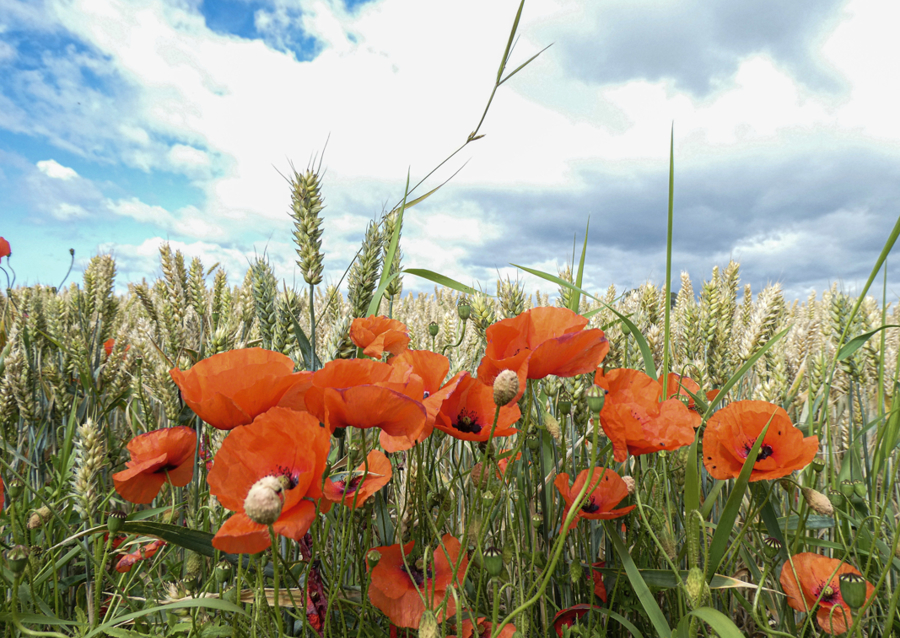Papavero in un campo di grano