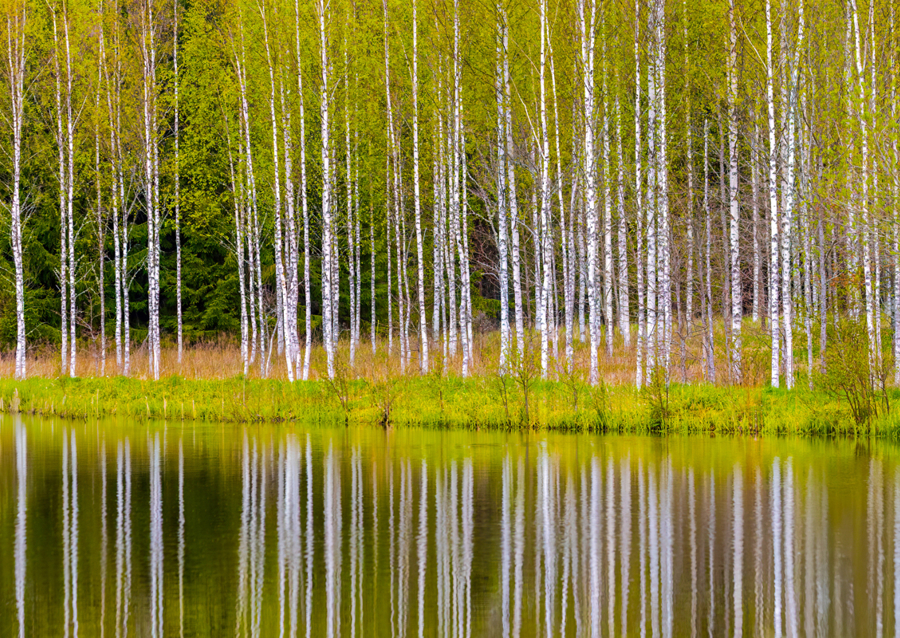 Birches self-reflecting 