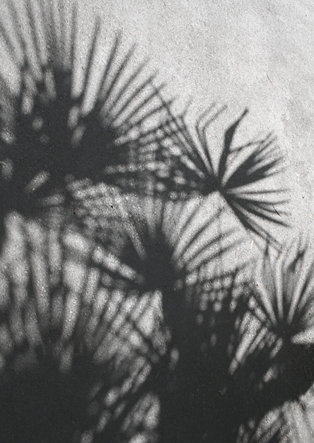 Shadow palm