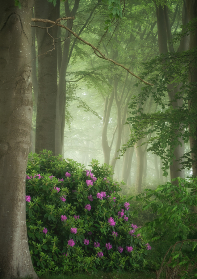 Rhododendrons in the mist