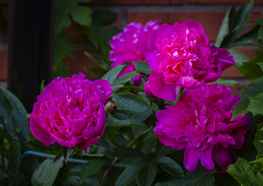 Peonies in blooming