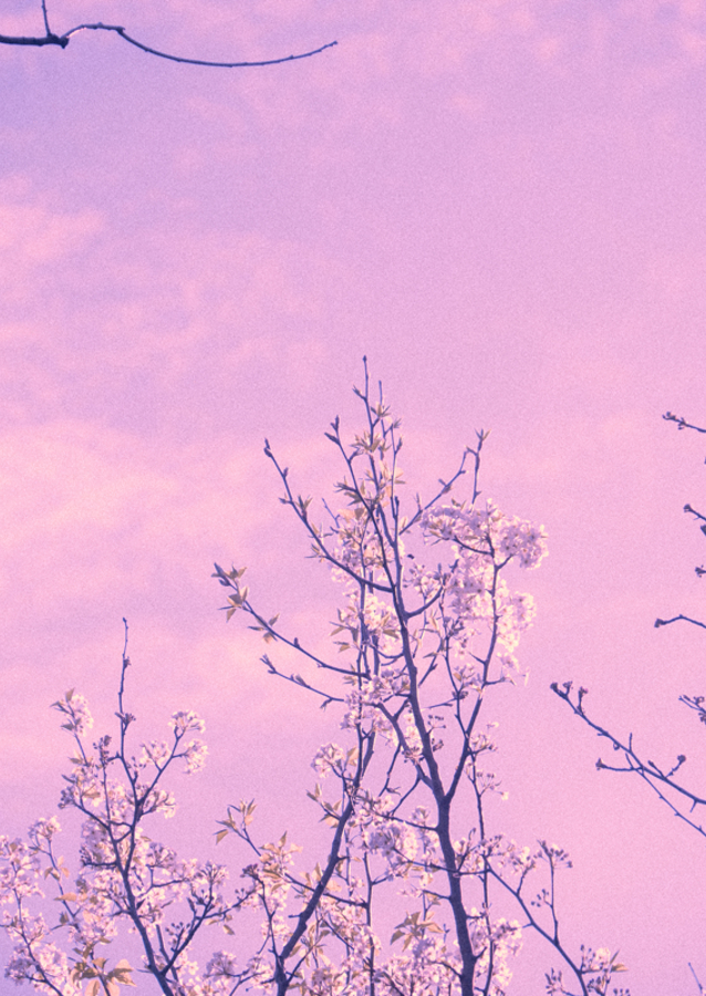 Blühen in einem rosa Himmel