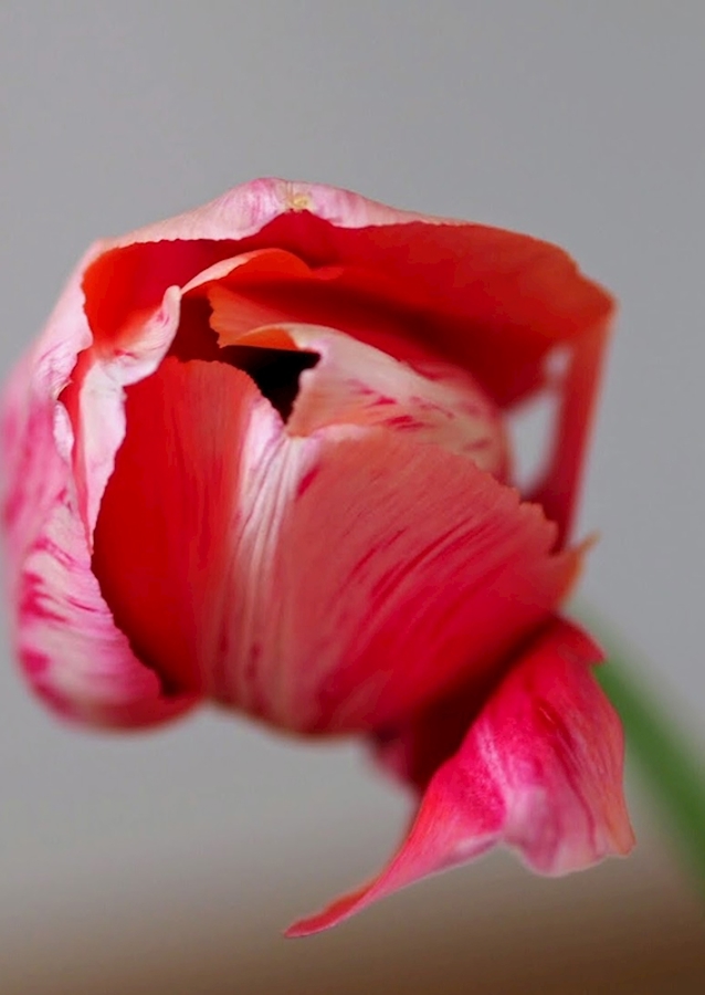 Red tulip
