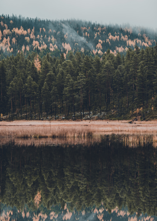 Der Wald der Reflexion