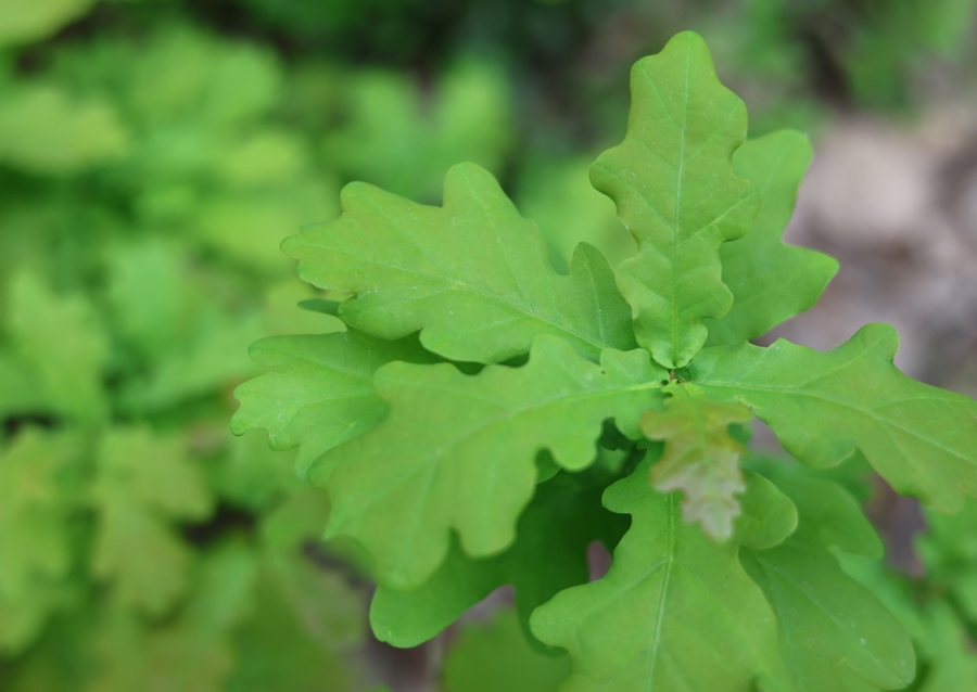 Spring oak leaves