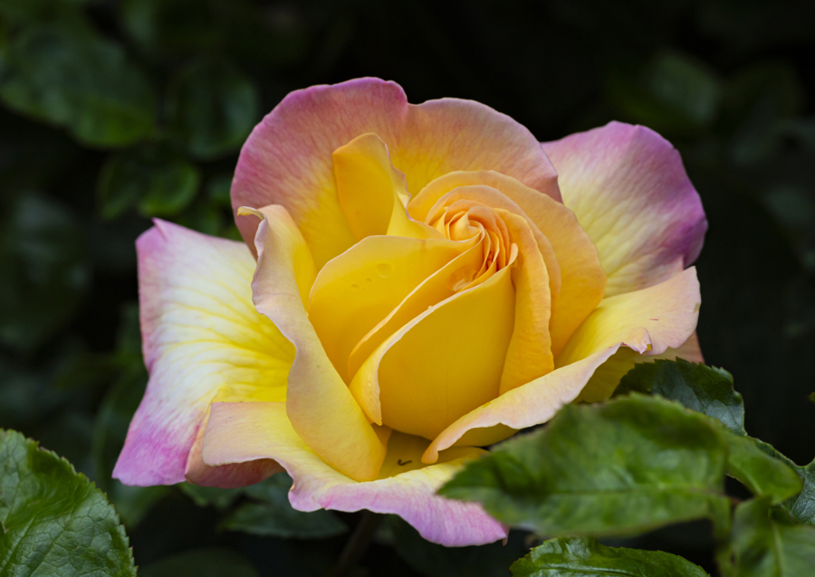 The Peace rose - midsummer