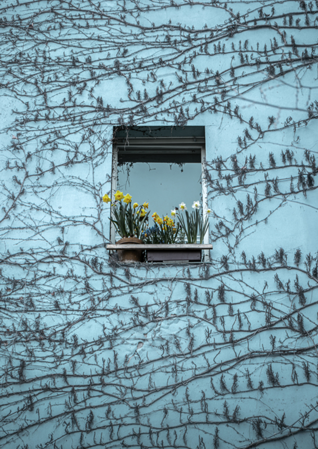 Påskeliljer i vinduet