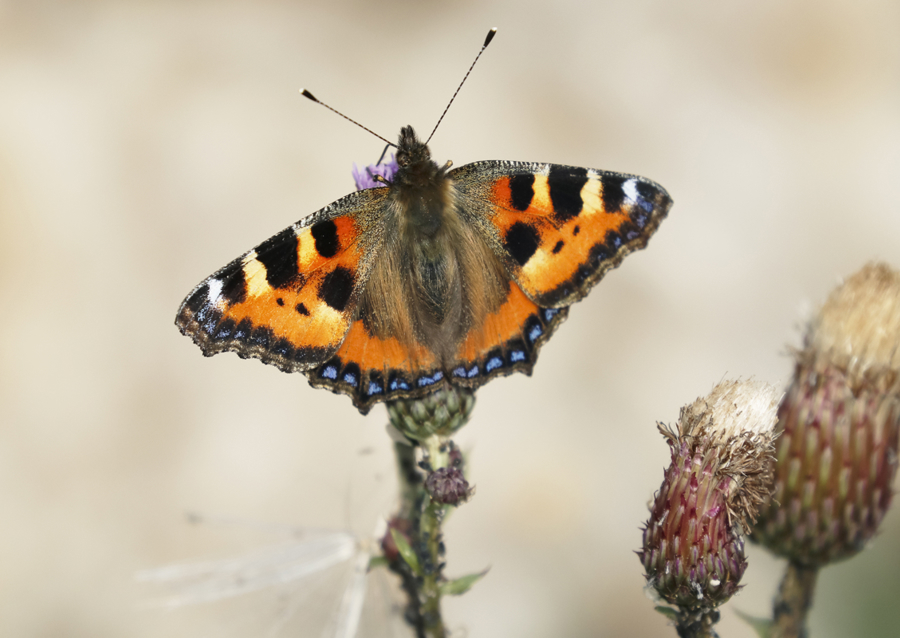 Small tortoiseshell
