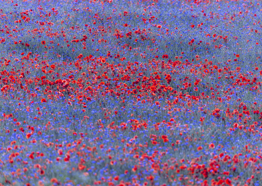 Red and blue flowers