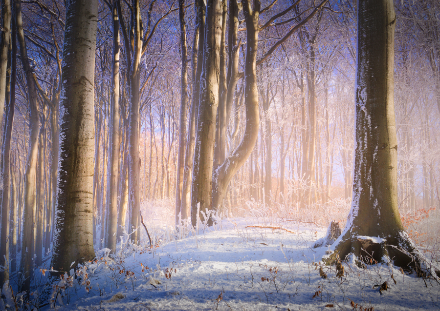 Neblig-sonniger Winterwald