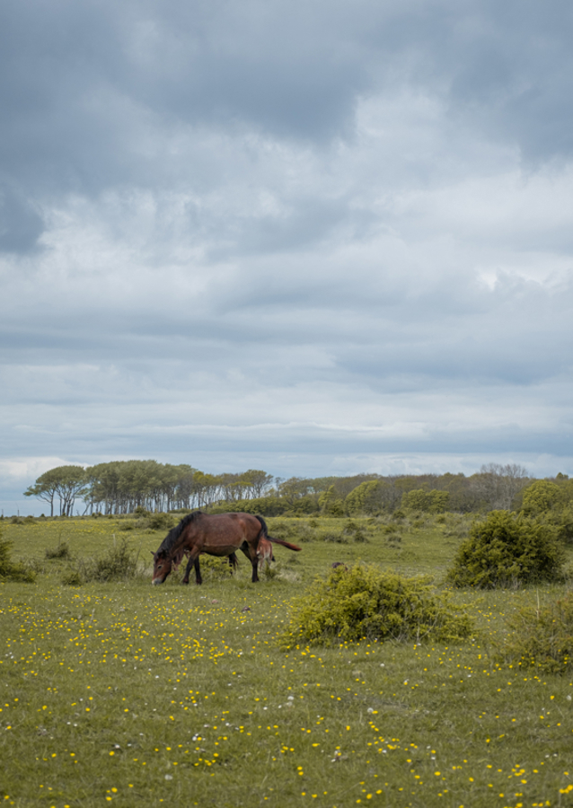 Caballo salvaje con potro en el pasto