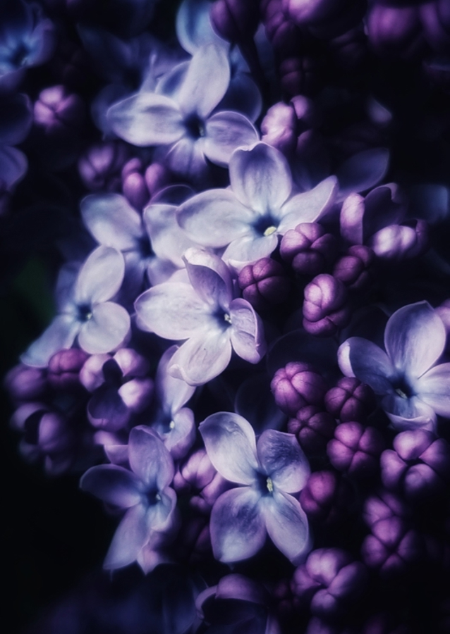 Lilacs in lilac I