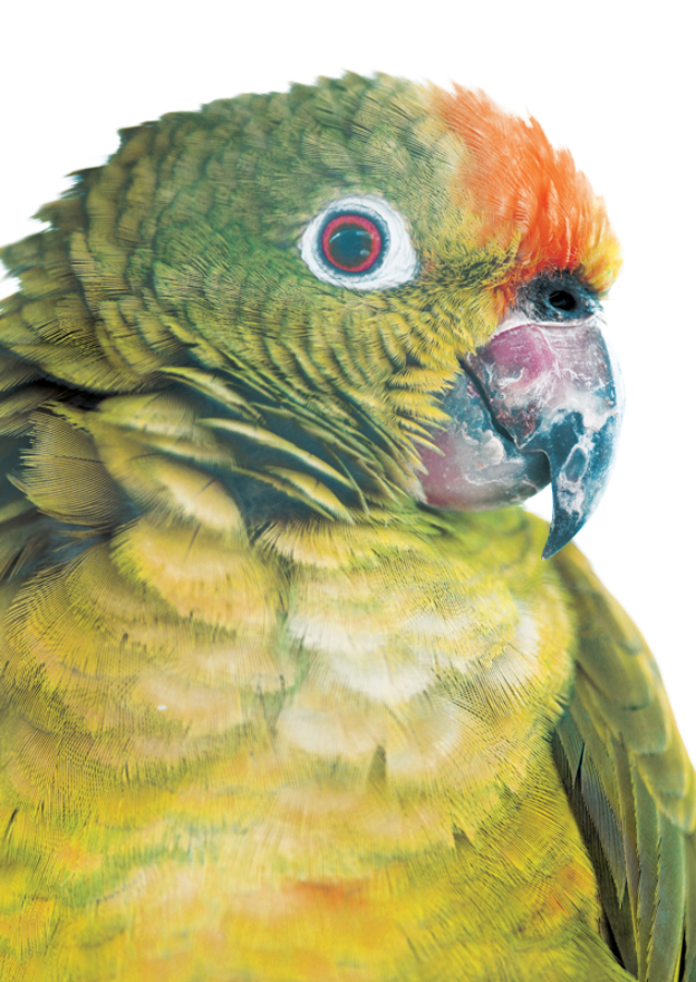 Vibrant Parrot Glance