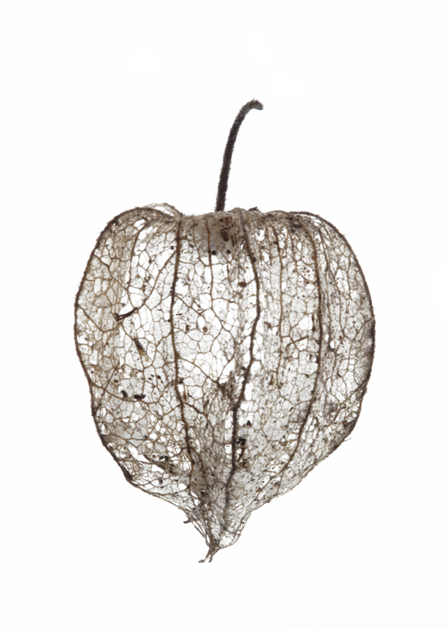 Fragile Nature's Veil