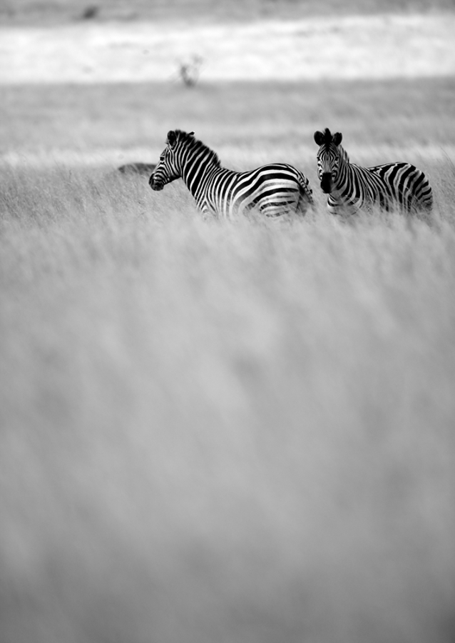 Zebras in the Mist