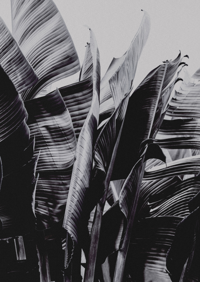 Large Tropical Leaves