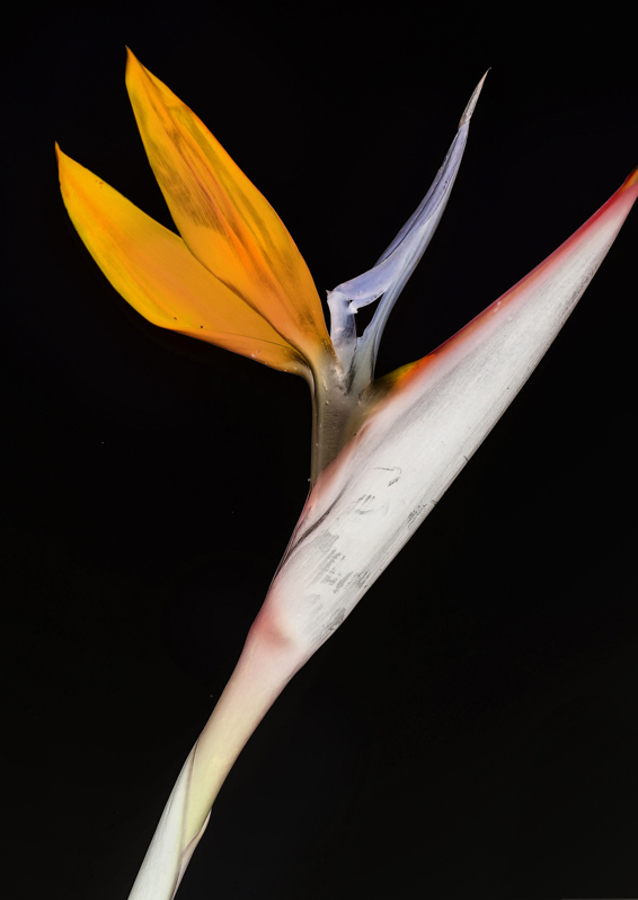 Bird of Paradise