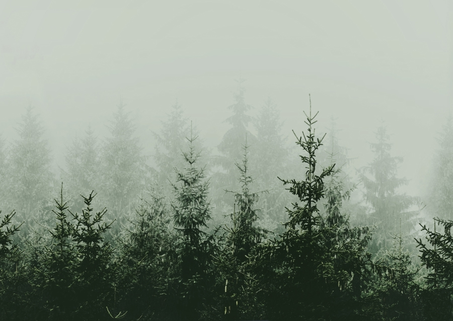 Mountain Forest Green