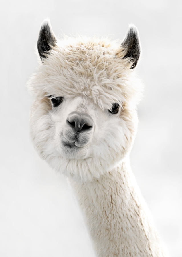 Peeky Alpaca
