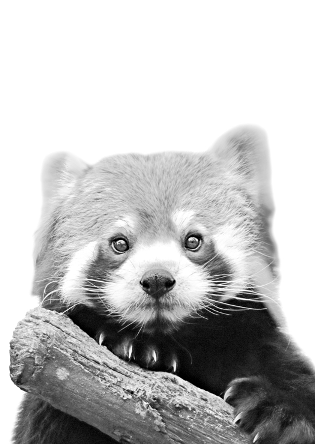 Red Panda