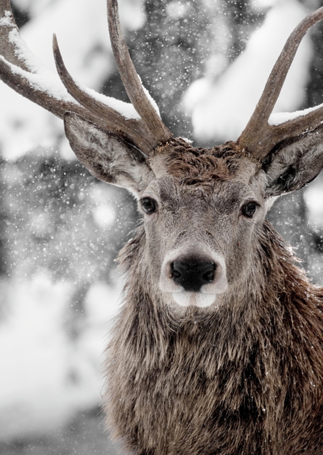 Winter Stag