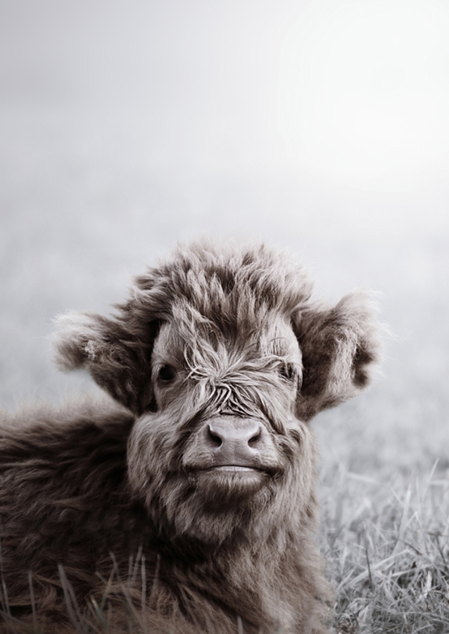 Fuzzy Highland Cattle