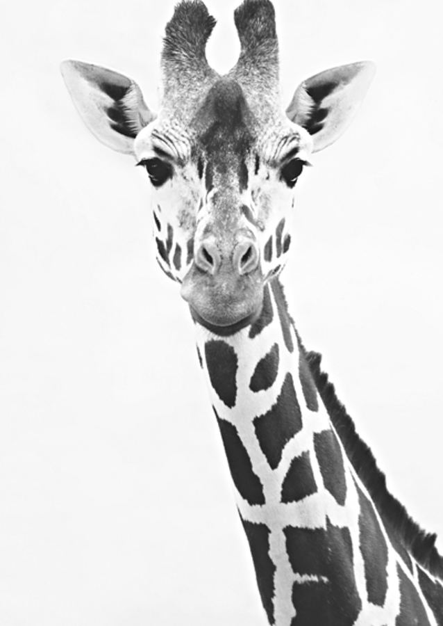Giraffe Portrait