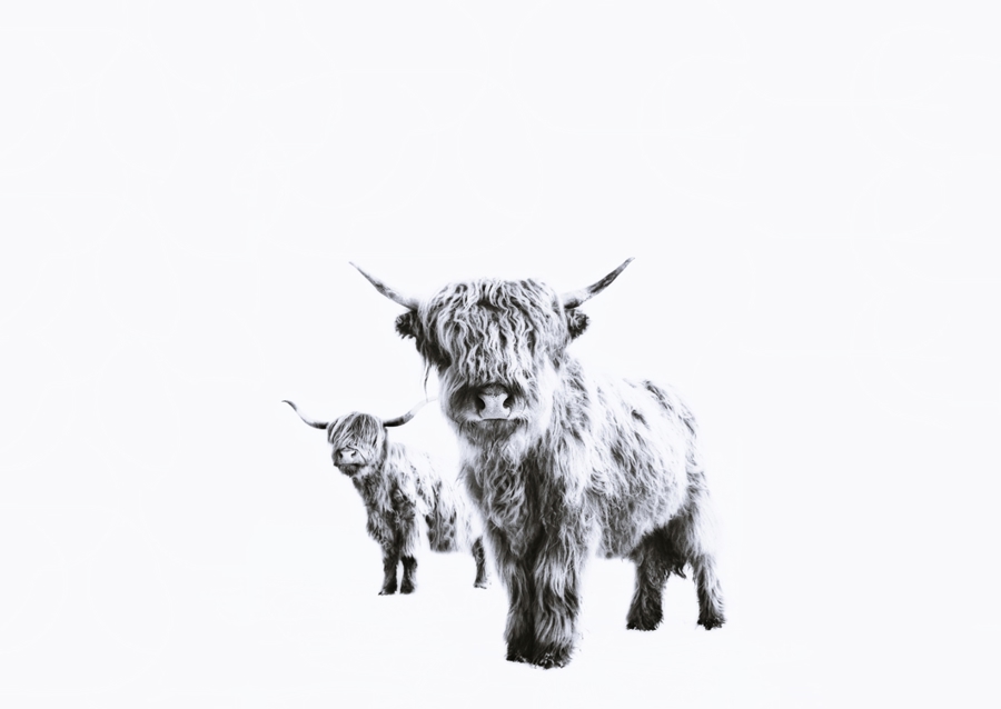 Highland Cows on White