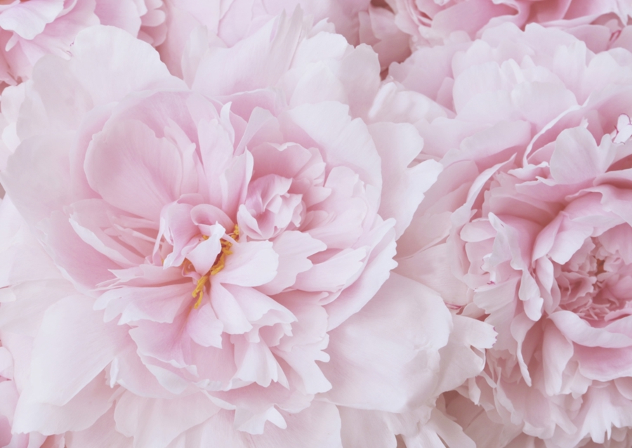 Pink Peony Blossom