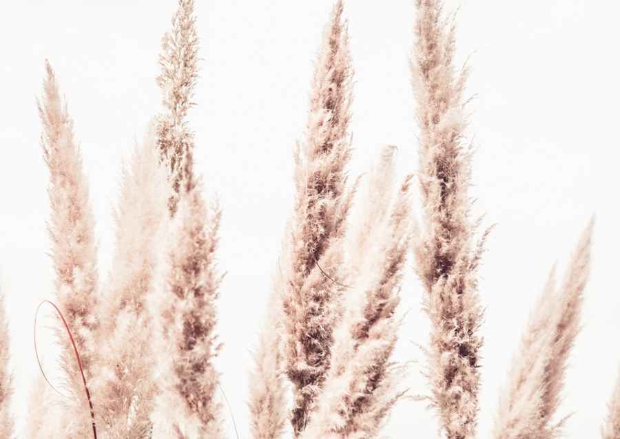 Wild Pampas Reed White