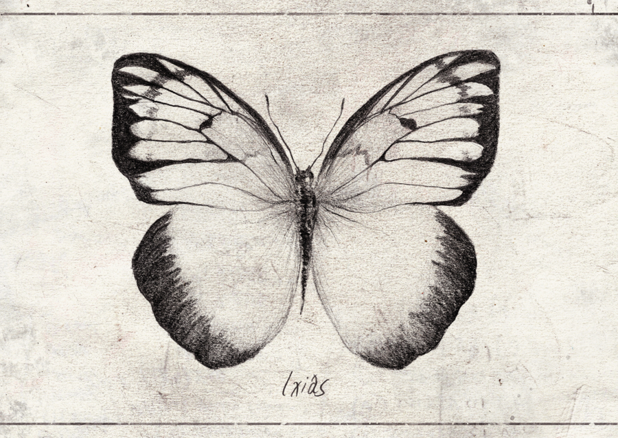 Sketch Of A Butterfly