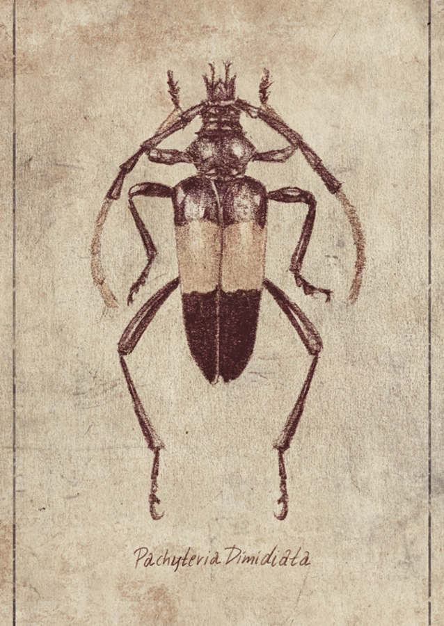Vintage Insect Sketch