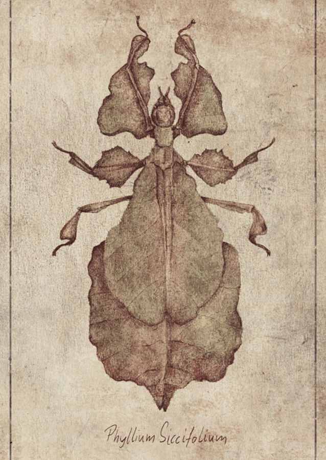 Phyllium Siccifolium Copy