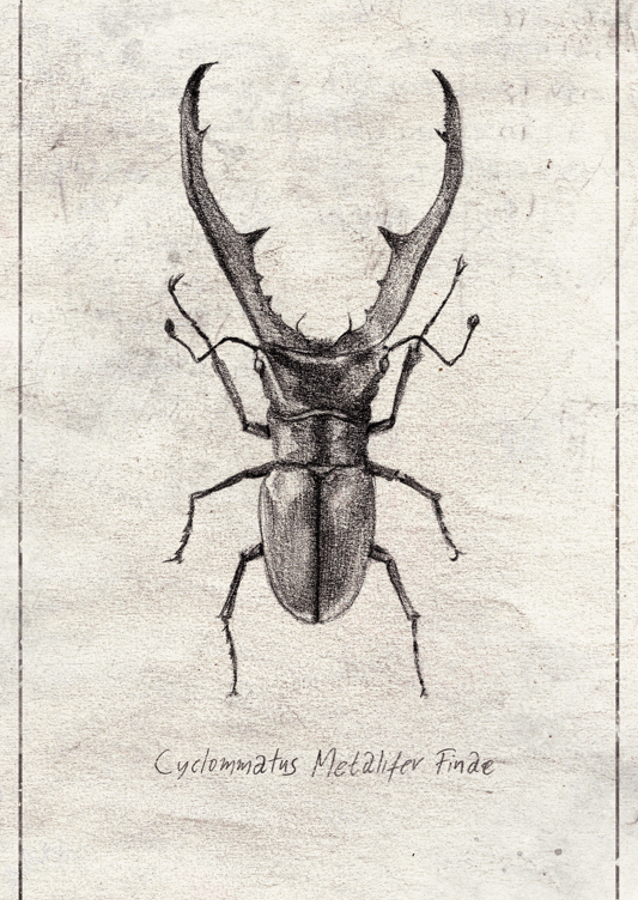 Cyclommatus Metalifer Finae