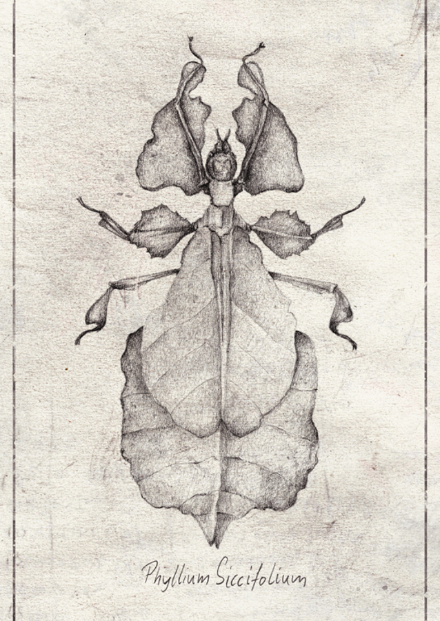 Phyllium Siccifolium