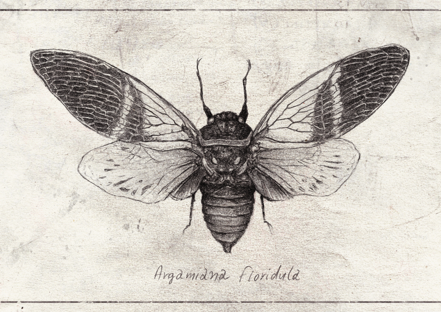 Insect Illustration
