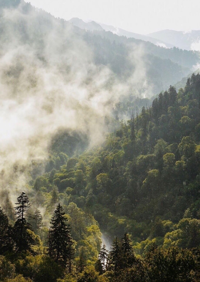 Mist in the Mountains