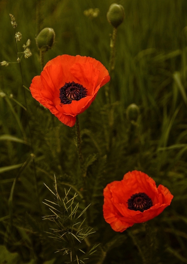 Red Poppies In A Lush Green Field