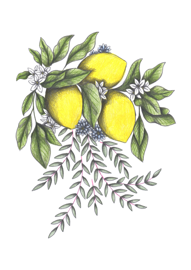 Lemons and Green leaves with Delicate White Blossoms