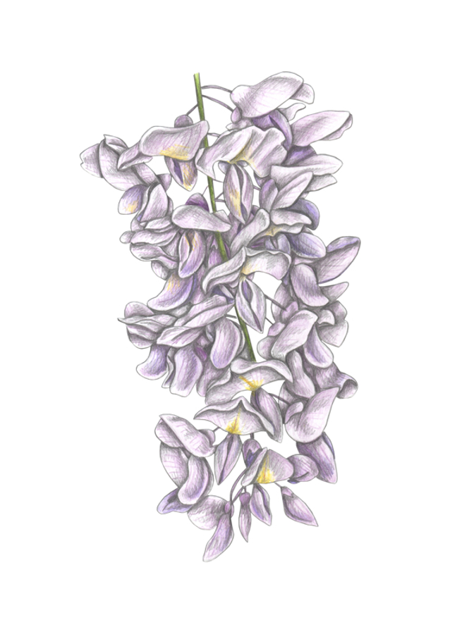 Wisteria Flowers