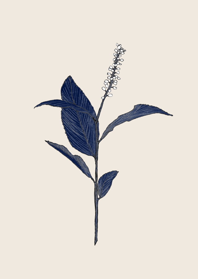 Plant with Delicate Leaves