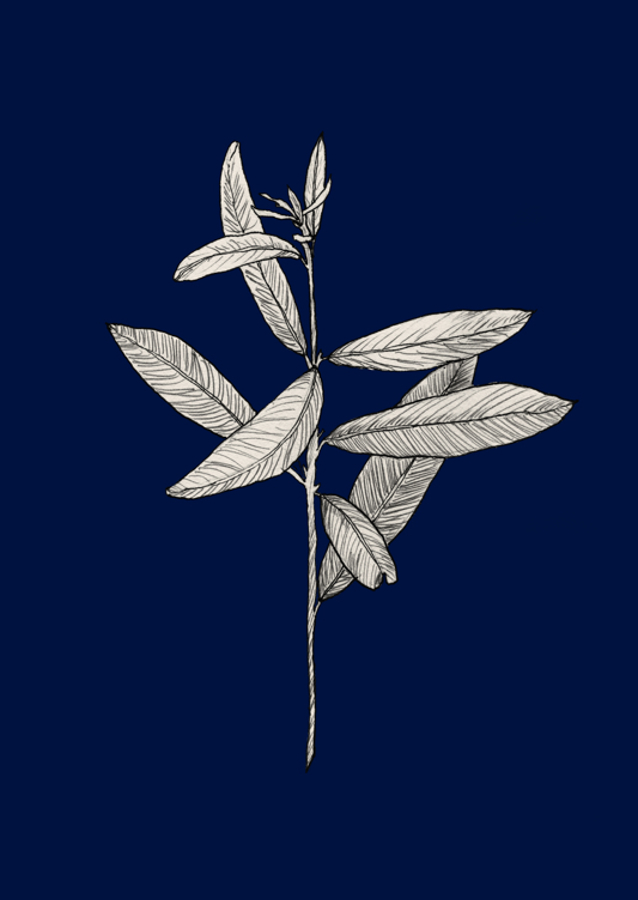 Plant with Delicate Leaves