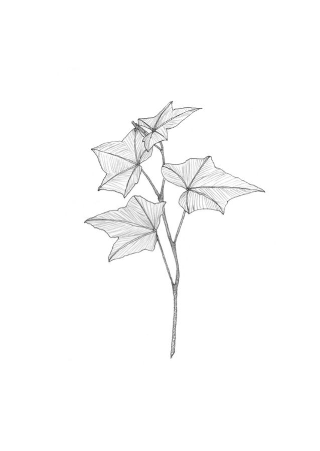 Delicate Leaf Sketch